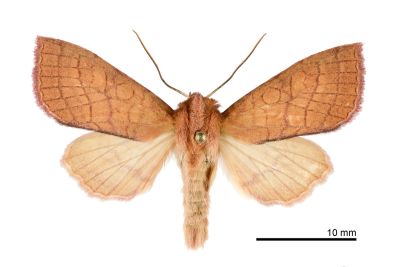 塔塔加秋冬夜蛾 Tiliacea tatachana 雄蟲
