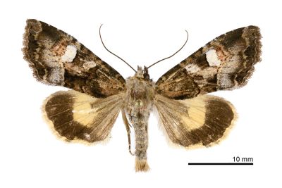 蝦夷帶夜蛾 Triphaenopsis jezoensis 雌蟲