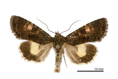 蝦夷帶夜蛾 Triphaenopsis jezoensis 雄蟲