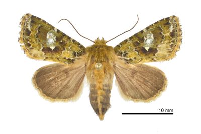 白腎綠路夜蛾 Xenotrachea albidisca pseudodisca 雌蟲
