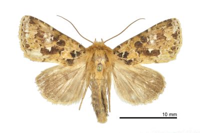 白腎綠路夜蛾 Xenotrachea albidisca pseudodisca 雄蟲