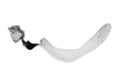 白腎綠路夜蛾 Xenotrachea albidisca pseudodisca 雌蟲