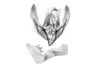 曲帶綠路夜蛾 Xenotrachea irrorata 雄蟲