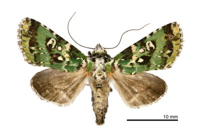 燦綠夜蛾 Yula muscosa 雌蟲