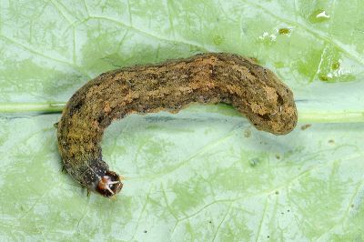 斜紋夜蛾 Spodoptera litura