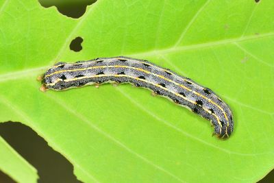 斜紋夜蛾 Spodoptera litura