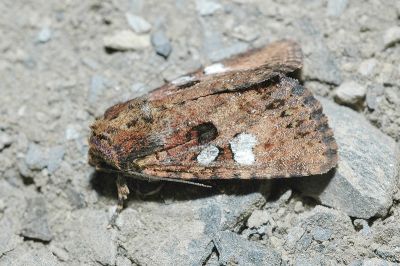 三星棕夜蛾 Feliniopsis indistans 雄蟲