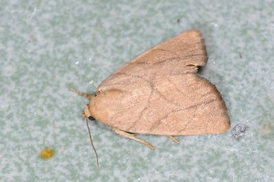 線紋兜夜蛾 Cosmia limacodina 雄蟲