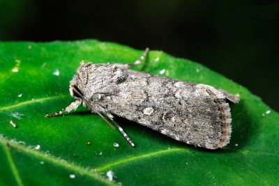 梳斜紋夜蛾 Spodoptera pecten 雄蟲