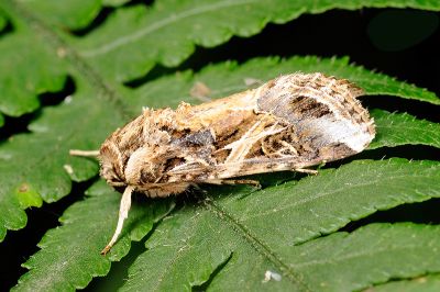 斜紋夜蛾 Spodoptera litura 雄蟲