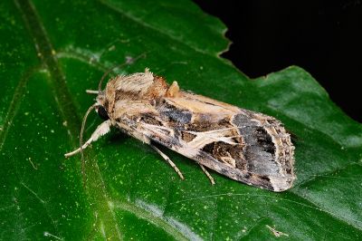 斜紋夜蛾 Spodoptera litura 雄蟲