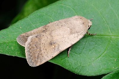 Athetis bremusa 雄蟲