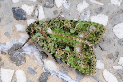 綠類錦夜蛾 Euplexidia pallidivirens 雄蟲