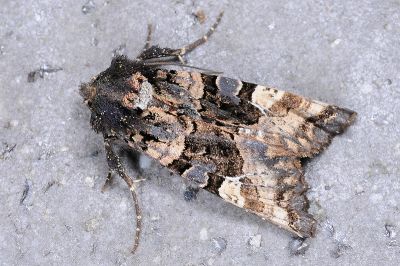 白腎錦夜蛾 Euplexia albirena 雄蟲
