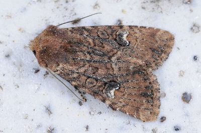 茶褐白耳秀夜蛾 Loxopamea rufus 雄蟲