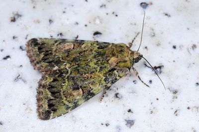 山裙劍夜蛾 Olivenebula monticola 雄蟲