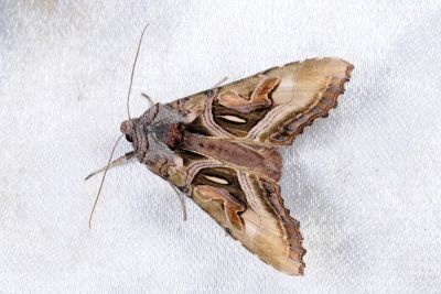 棍棒衫夜蛾 Phlogophora clava 雌蟲