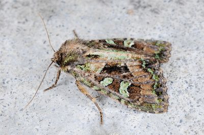 闊翅黃綠緯夜蛾 Atrachea ochrotica 雄蟲