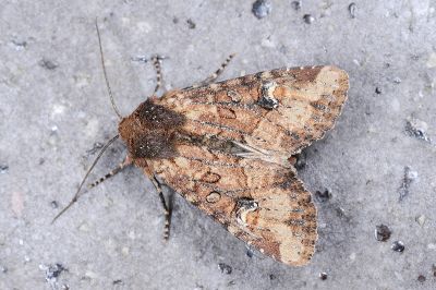 茶褐白耳秀夜蛾 Loxopamea rufus 雄蟲