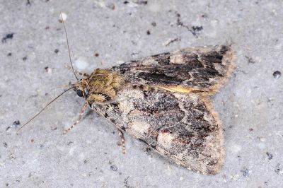 霉裙劍夜蛾 Olivenebula oberthueri 雄蟲