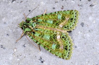 碧璽夜蛾 Aplexiphleps smaragdistis 雌蟲
