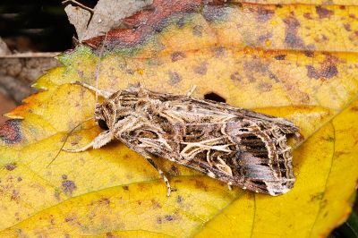 斜紋夜蛾 Spodoptera litura 雌蟲