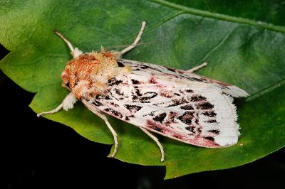 彩翅斜紋夜蛾 Spodoptera picta 雄蟲