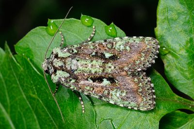 異鄉類錦夜蛾 Euplexidia exotica 雄蟲