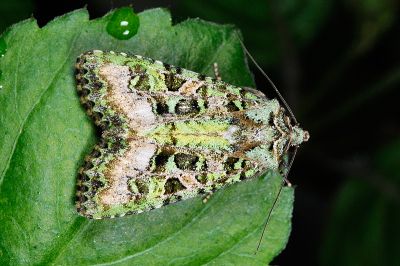 黃綠類錦夜蛾 Euplexidia angusta 雄蟲