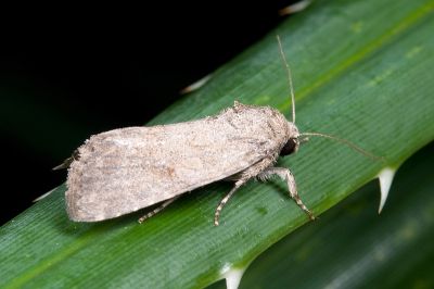 隱紋斜紋夜蛾 Spodoptera cilium 雄蟲