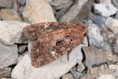 臺灣三星棕夜蛾 Feliniopsis tripunctata 雄蟲