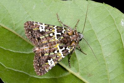 白紋駁夜蛾 Karana gemmifera 雄蟲