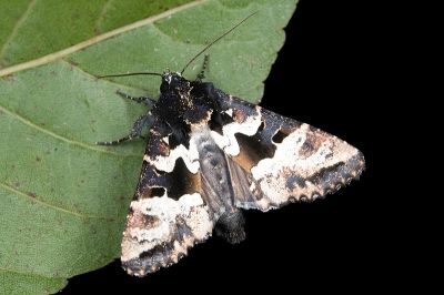 白斑衫夜蛾 Phlogophora albovittata 雌蟲