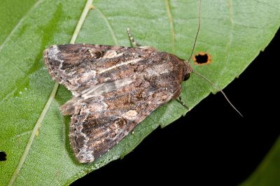 劍斜紋夜蛾 Spodoptera mauritia 雄蟲
