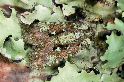 異鄉類錦夜蛾 Euplexidia exotica 雄蟲