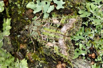 綠類錦夜蛾 Euplexidia pallidivirens 雄蟲