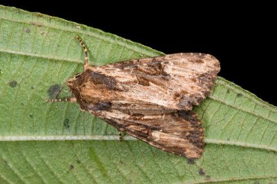 連氏秀夜蛾 Apamea lieni