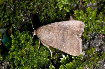 星委夜蛾 Athetis stellata 雌蟲