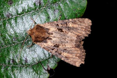 連氏秀夜蛾 Apamea lieni 雄蟲