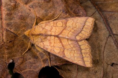 優美秋冬夜蛾 Tiliacea opipara 雄蟲
