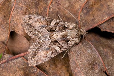 長喙秋夜蛾 Nyctyciomorpha plagiogramma 雌蟲