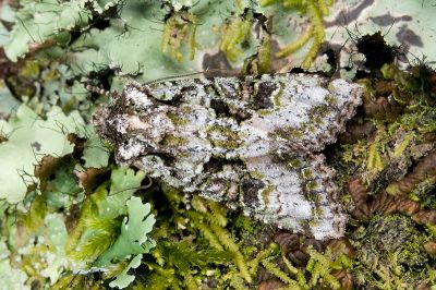 臺灣烏夜蛾 Nyctycia mesomelana formosana 雌蟲