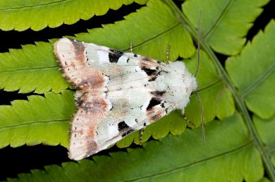 黃綠錦夜蛾 Euplexia chlorerythra 雄蟲