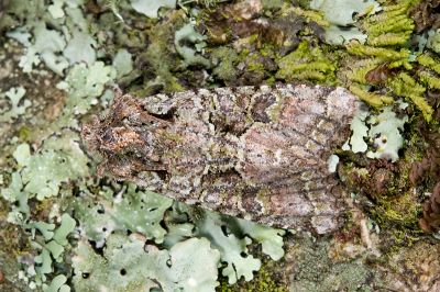 臺灣烏夜蛾 Nyctycia mesomelana formosana 雌蟲