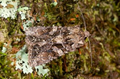 長喙秋夜蛾 Nyctyciomorpha plagiogramma 雄蟲