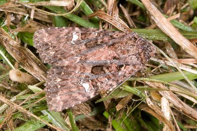 臺灣三星棕夜蛾 Feliniopsis tripunctata 雄蟲