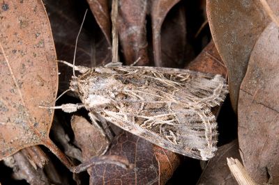 斜紋夜蛾 Spodoptera litura 雌蟲