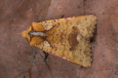 橘長喙夜蛾 Rhynchaglaea leuteomixta 雄蟲
