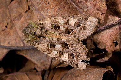 綠鳶夜蛾 Taivaleria rubrifasciata