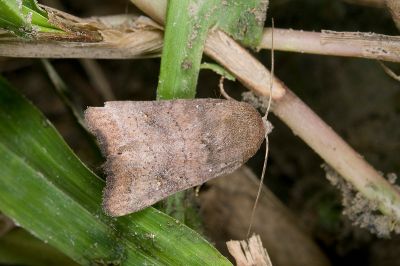 星委夜蛾 Athetis stellata 雄蟲